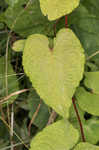 Fringed black bindweed